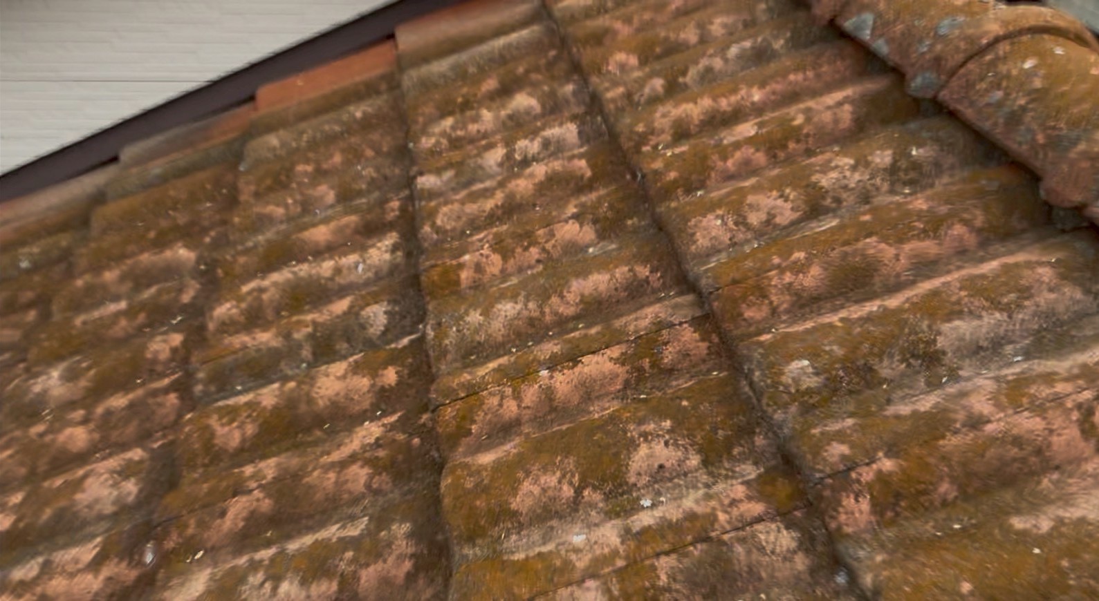 近くで見ると苔がびっしりついているモニエル瓦